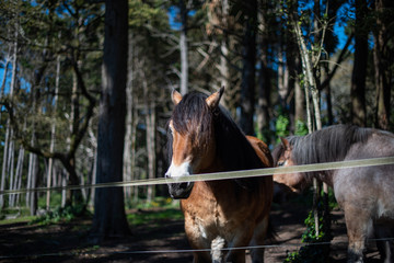 Horses in Sintra Park, Portugal