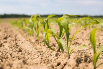  Young green corn plants on the field. Young Corn Plants. Young Corn Plants in a row. 