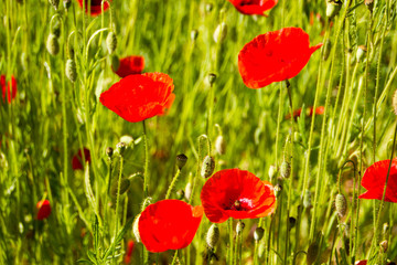 Field with red Common Poppy (Papaver rhoeas), of the poppy family Papaveraceae. The poppy is also a symbol of dead soldiers since World War 1.