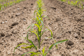 Very young corn plants in a row on the field. Young Corn Plants. 