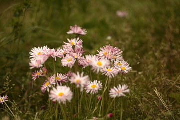white daisies