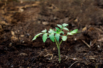 Young tomato seedling in soil. Agruculture, gardening and farming concept