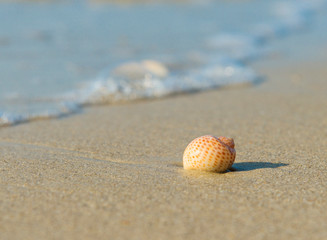Seashell on sandy beach