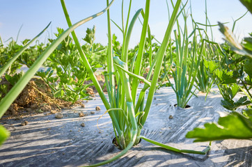 Close up picture of chives on organic farm field patch covered with plastic mulch used to suppress...