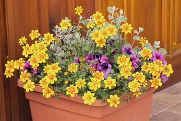 Bidens ferulifolia - beautiful yellow flowers planted together with other plants in the pot, summer terrace.