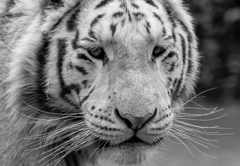 black and white Bengal tiger 