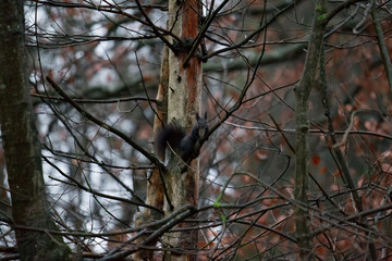 A brown European squirrel in autumn on a mastic branch between leafless branches