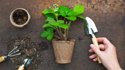 Organic farming concept, garden tools and plant