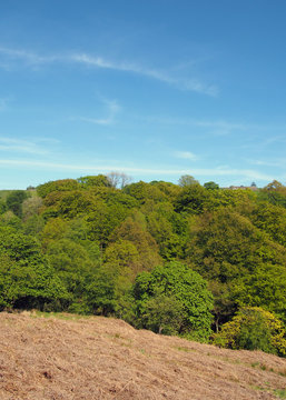a view of green spring treetops in hardcastle crags west yorkshire from above with sunlit blue sky