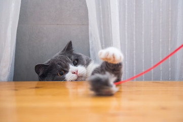 Cute british shorthair playing, indoor shooting