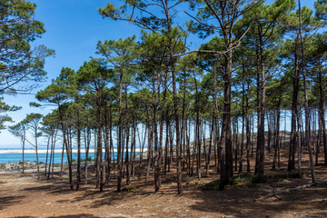 BASSIN D'ARCACHON (France), vue sur le Banc d'Arguin depuis la forêt de pins © E. Cowez