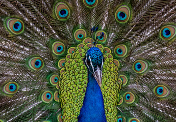 Fototapeta na wymiar Beautiful Peacock