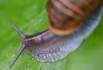 Macro image of a snail on a leaf