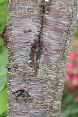 Detail of the trunk of a cherry tree
