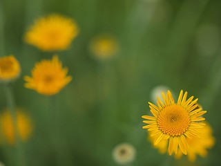 ダイヤーズカモミールの花