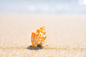 Macro shot of beautiful shell at sand beach at sea. Can be used as summer vacation background