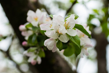 Apple blossoms close up