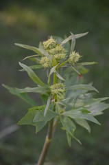 roślin, kwiat, charakter, zieleń, feuille, jary, feuille, drzew, jardin, lato, kwiat, flora, czerwień, kwiat, roz, kwiat, galąz, liści, pora roku, makro, naturalny, swiezy, bliska, piękne, 