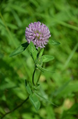kwiat, charakter, roślin, fiolet, roz, zieleń, koniczyna, lato, flora, jardin, makro, kwiat, kwiat, jary, kwiat, gras, bliska, pola, czerwień, piękne, cebula, ziele, dzika, beuty, kw