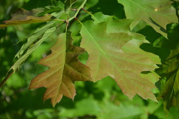 charakter, feuille, zieleń, drzew, roślin, kwiat, feuille, jary, insekt, galąz, lato, makro, owoc, bory, busz, jardin, fruwać, dąb