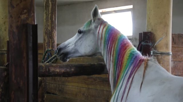 Arabian horse painted in rainbow colors in a stall