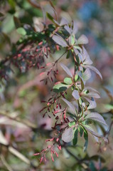 roślin, kwiat, charakter, zieleń, feuille, jary, feuille, drzew, jardin, lato, kwiat, flora, czerwień, kwiat, roz, kwiat, galąz, liści, pora roku, makro, naturalny, swiezy, bliska, piękne, 