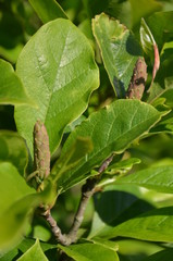 lavende, kwiat, fiolet, roślin, charakter, kwiat, jardin, pola, lato, ziele, zieleń, roz, kwiatowy, flora, kwiat, kwiat, aromat, jary, wrzos, kwitnienie, fiolet, bliska, naturalny, zielarski, dz