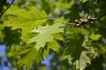 charakter, feuille, zieleń, drzew, roślin, kwiat, feuille, jary, insekt, galąz, lato, makro, owoc, bory, busz, jardin, fruwać, dąb