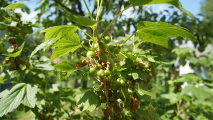 Fototapeta premium Green berries on a bush in summer close-up.