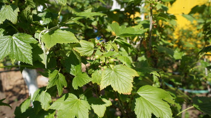 Green berries on a bush in summer close-up.