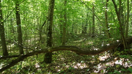 Green European deciduous forest. Summer thicket landscape.