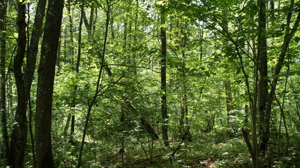 Green European deciduous forest. Summer thicket landscape.