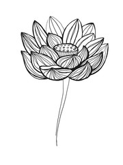  sketch of a lotus