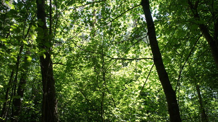 Green European deciduous forest. Summer thicket landscape.