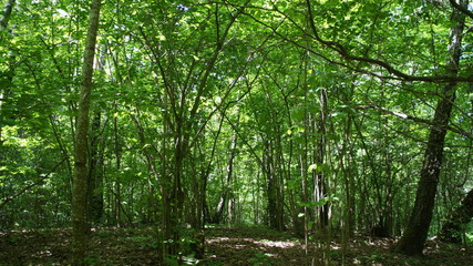 Green European deciduous forest. Summer thicket landscape.