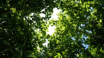 Foliage against the sky. Green European deciduous forest. Summer thicket landscape.