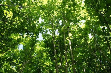 Foliage against the sky. Green European deciduous forest. Summer thicket landscape.