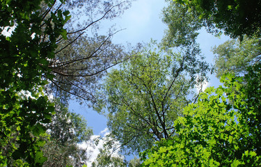 Fototapeta premium Foliage against the sky. Green European deciduous forest. Summer thicket landscape.
