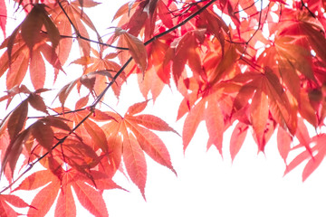 Autumn colorful red leaf texture.
