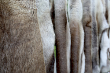 Skins trapping of deers