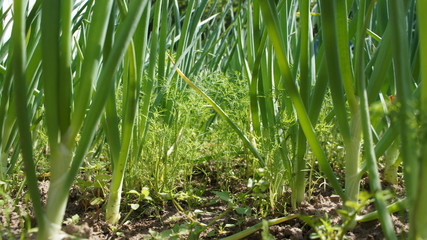 Green onions growing in the garden close-up.
