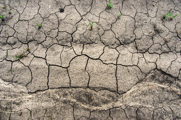 Green grass on cracked earth