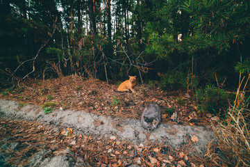 Naklejka na ściany i meble Two cats in autumn forest. Gray cat and ginger cat sit among leafage on edge of forest. Fallen foliage on ground in fall woods. Needles on branches. Coniferous trees in dark woodland. Funny animals.