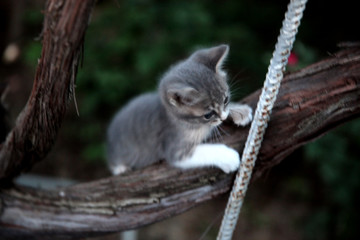 Little cat sitting on a tree
