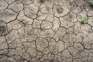Green grass on cracked earth