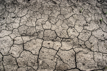 Green grass on cracked earth