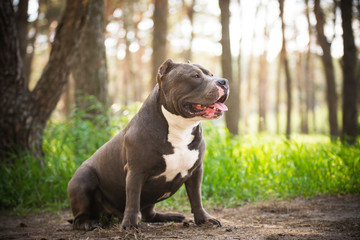 American bully in the forest in summer