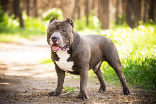 "Dog Photo" Images – Browse 8 Stock Photos, Vectors, and Video | Adobe ...
