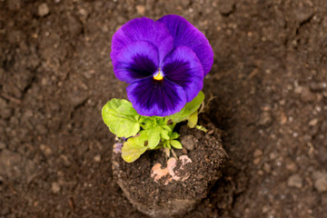 Pansy seedling on the background of black earth, top view