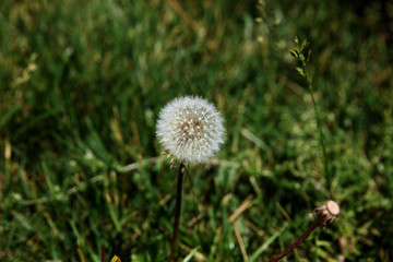 Summer landscape. dandelion among green grass